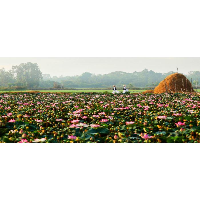 Cần Thơ ⇔ Đồng Tháp